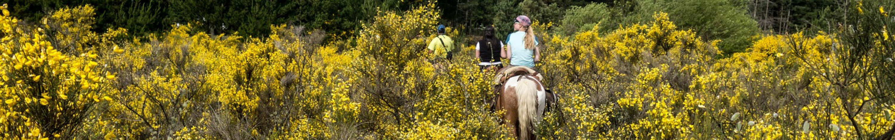 Horseback Riding in Oakville
